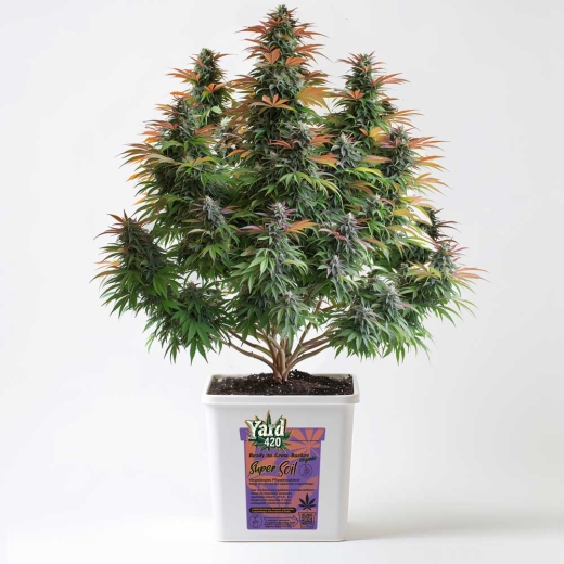 Grow Bucket Super Soil organic